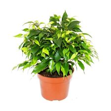 Buschige Birkenfeige - Ficus benjamini "Kinky Green" - 12cm Topf