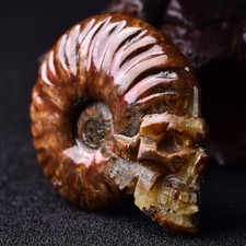 Rainbow Natural Conch Ammonite