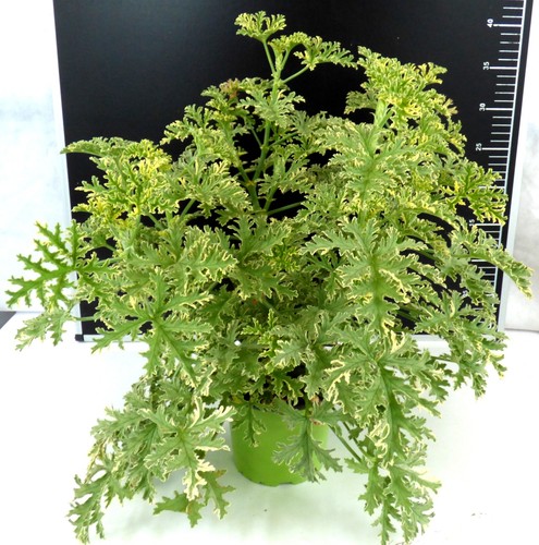 Zitronenpelargonie - ✿,