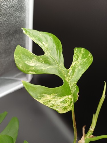 Sale rhaphidophora - sale, !!