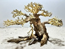 Aquariumwurzel, Bonsai