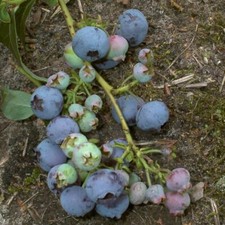 Garten-Heidelbeere 'Duke'