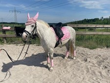 Set Dressur Chevaleria Sale