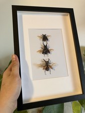 Insektenpräparat sammlung - sammlung, im