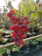 Weinrebe Vanessa – kernlose