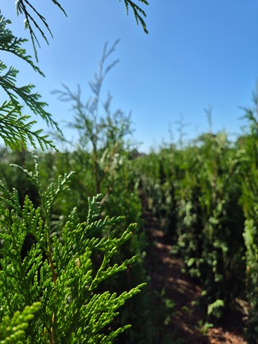 Thuja plicata bis 100 - thuja, 80