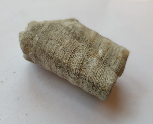 Crinoiden seelilie karbon - -,