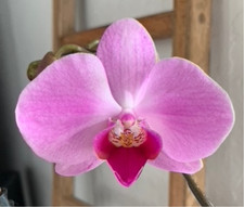 Tissue culture phalaenopsis - tissue,