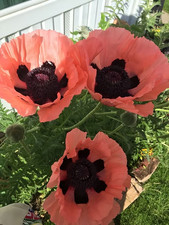 Sale2506 Orientalischer Mohn