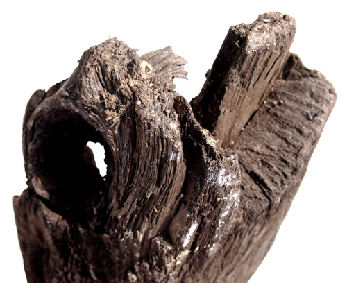 Subfossile mooreiche aus - subfossile,