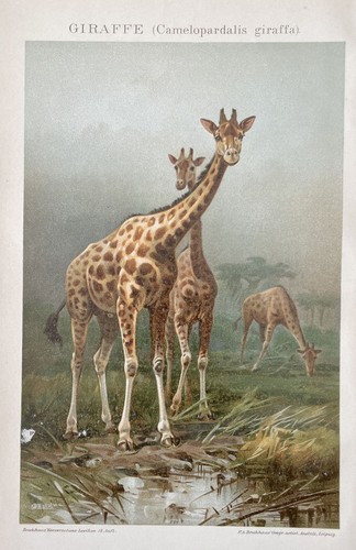 Giraffe historische - giraffe,