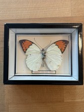 Great Orange Tip - echter