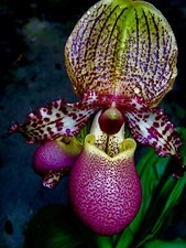 Paphiopedilum Pinocchio DARK 4N NEW Hybride Orchidee Orchideen