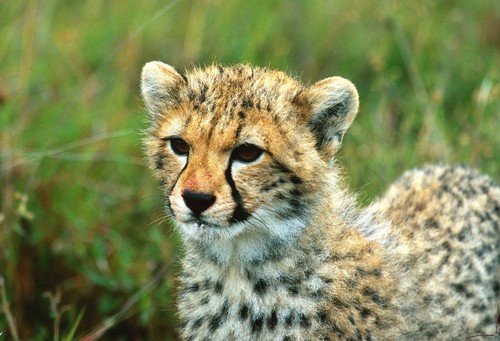 Postkarte gepard - postkarte,