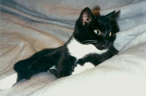 Postkarte katze miss - 1, "miss