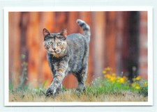 1 AK Katze "The Wanderer" -