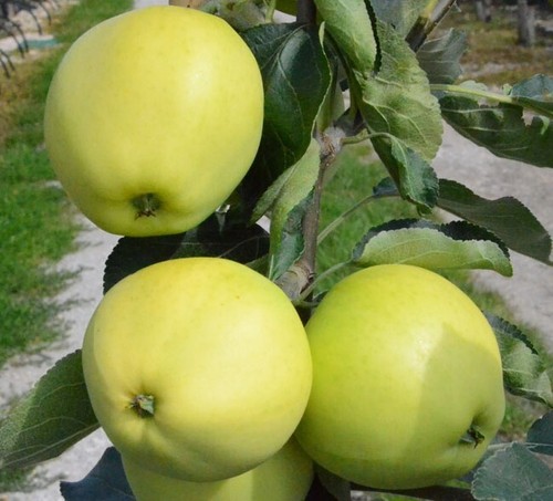 Weißer klarapfel frühester - weißer,