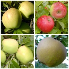 Trio Apfelbaum historische Apfelsorten 