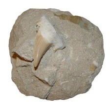 Haizahn versteinert in Matrix