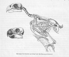SKELETT ANATOMIE  JAKO Papagei Graupapagei    Gerippe Holzstich 1891