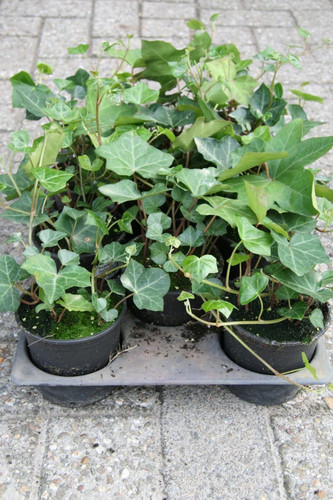 200x efeu hedera hibernica - 10-200x,