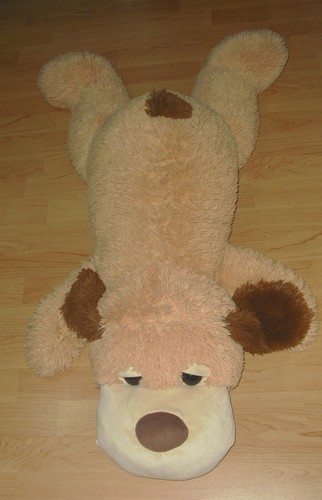 Sunkid liegender hund - sunkid,