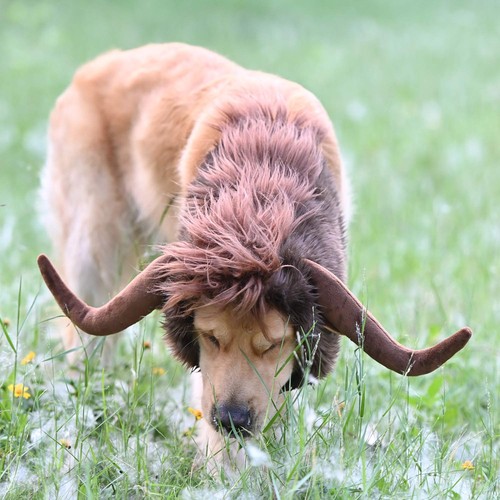 Hundekostüm reh größe - reh,