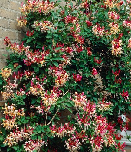 Baldur garten duft geißblatt - baldur,