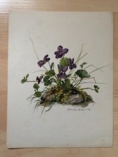 Veilchen, Druck, Aquarell von