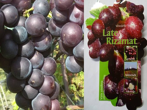 Vitis late rizamat - vitis,