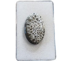 Stingray Coral Cabochon 27,6x17,7 mm 22 ct. Nr. U33824