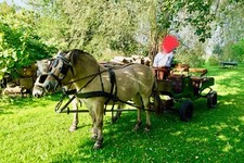 Zweispänner für Kleinpferde ( Haflinger, Fjordpferde )