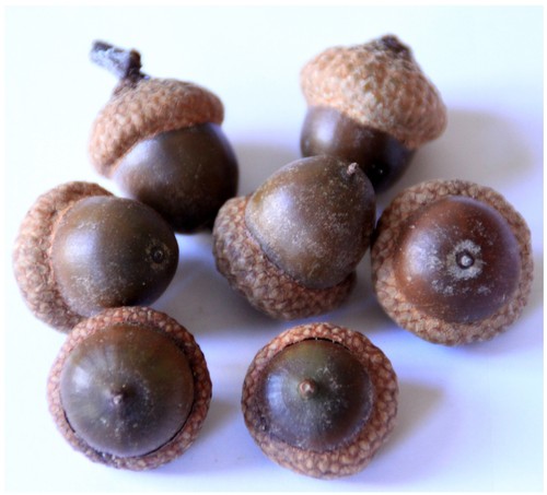Eicheln roteiche quercus rubra - quercus,