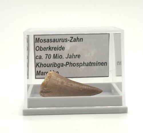 Schöner mosasaurus zahn - schöner,