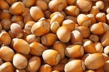 Haselnüsse BIO 1,5kg Nüsse eigene Ernte 2025 Handverlesen aus dem Erzgebirge