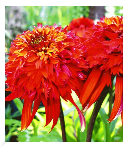 Duft echinacea hot papaya - duft-echinacea, 'hot