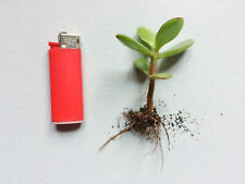 Crassula ovata Geldbaum Pfennigbaum Jungpflanze Sukkulente Zimmerpflanze