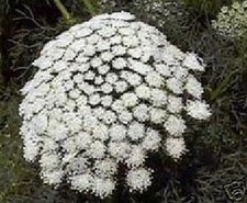 SAMEN exotisches Saatgut Geschenkidee für dekorative Gartenpflanze ZAHNSTOCHER