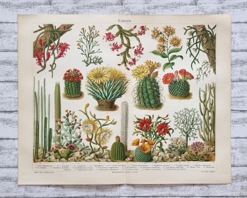 Kakteen pflanzen natur - pflanzen, 1905