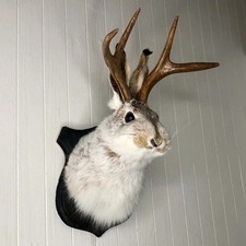 Animal Home Decoration