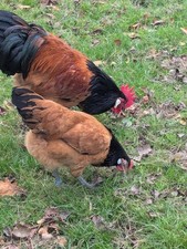 10 ( keine) Bruteier Vorwerk