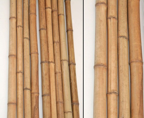 Bambusrohr 200cm gelbbraun