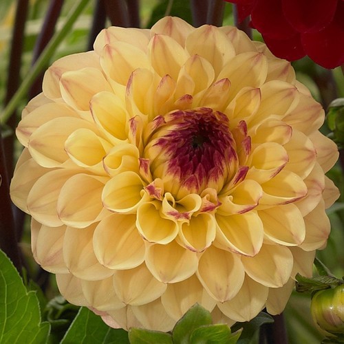 Gelbe pompon dahlie yellow - pompon-dahlie, "yellow