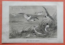 Silbermöwe Mantelmöwe Lachmöwe Möwe   Steindruck 1883 Ornithologie Deiker