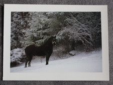 Postkarte Percheron,Kaltblut,Pferd,Pferde,Pferdepostkarte,AK,Ansichtskarte,USA