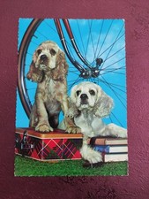 Alte Hundepostkarte ? COCKER SPANIEL ? AK HUND 