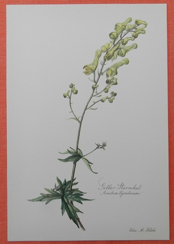 Gelber eisenhut sturmhut - eisenhut,