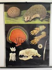 Alte Schulkarte Igel Tiere Rollkarte Wandkarte Lehrkarte Schulwandkarte #6243