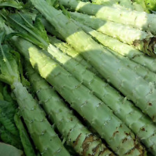 Spargelsalat, chinesischer
