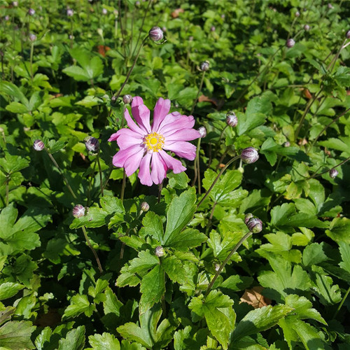 Anemone japonica prinz - anemone, 'prinz